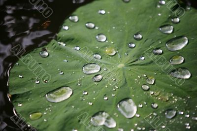 Sheet with drops Sheet with drops
