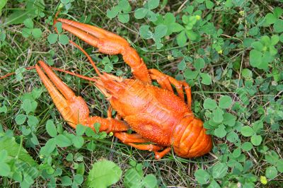 Red crawfish