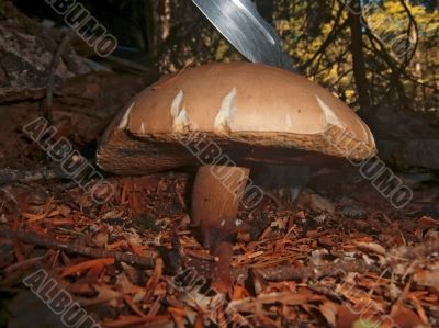 Brown mushroom in the autumn forest and sharp knife