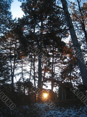 Sunrise in the winter forest. Caucaus nature