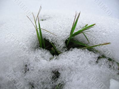 Green grass grow up under the snow