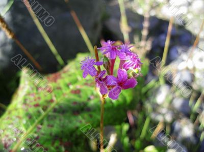 Pink flowers and mountain landscape. Caucasus summer