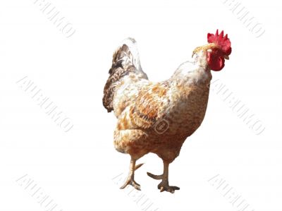Red and white cock on the white background isolated