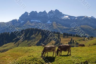 cows in alpine meadows