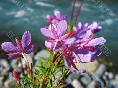 Pink flowers and river landscape. Caucasus summer