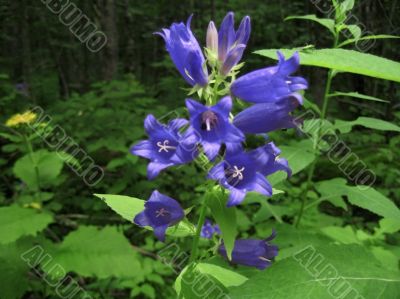 Blue flowers blossom in the forest in summertine