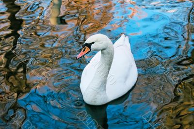 Adult white swan
