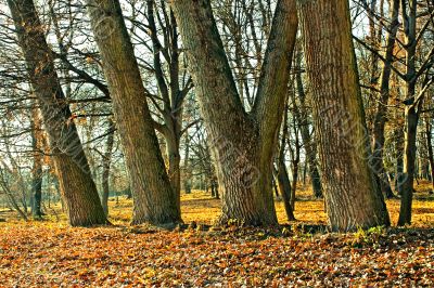 Trunks of large old trees