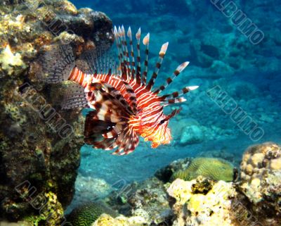 	Fish of the Red Sea2				