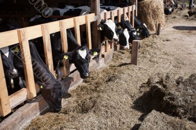 Cows in feeding place