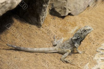 Bearded Dragon,Pogona Vitticeps