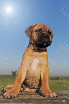 puppy Bull Mastiff puppy Bull Mastiff