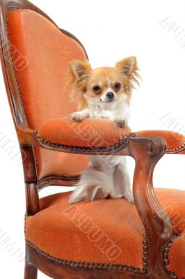 chihuahua on an antique armchair