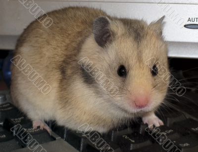 hamster and keyboard