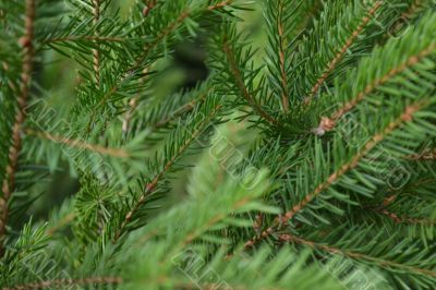 Green spruce branches