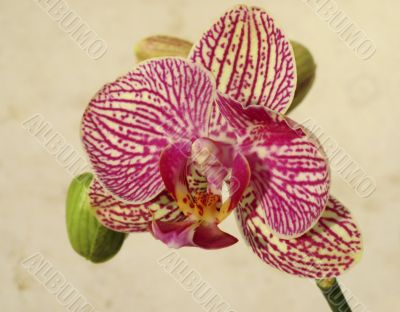 tiger orchid