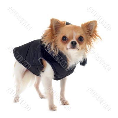 dressed chihuahua dressed chihuahua