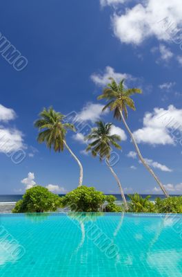 Three palm trees against a blue sky and ocean background