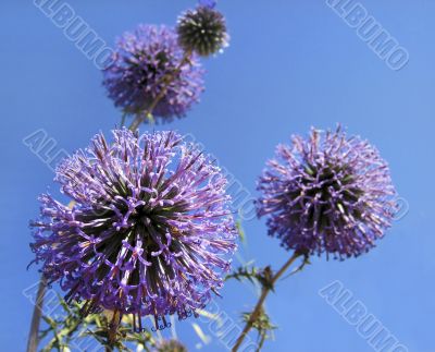 flowers similar to a ball