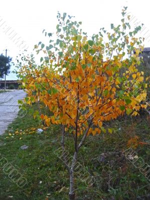 Autumn birch with green and yellow leaves