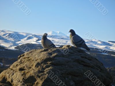 Doves on the stone and snowy mountain background