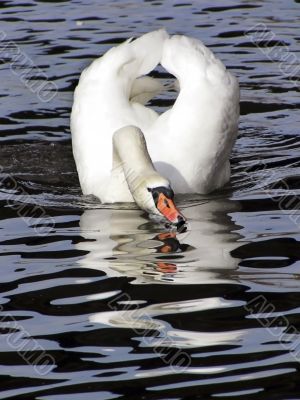 white swan on a black - blue water