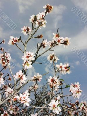 flowering almond