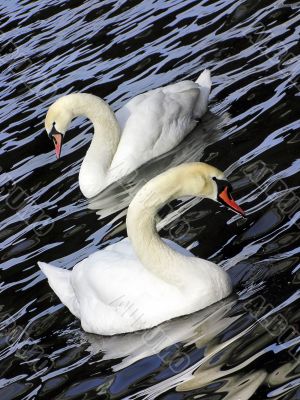 Two white swans on black - blue water