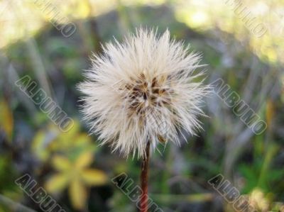 Meadow plant on the caucasus summer field Meadow plant on the caucasus summer field