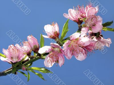 blooming  twig of peach