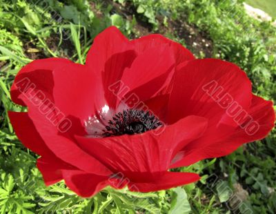 red poppy