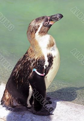 ringed penguin