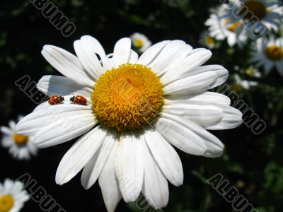 two ladybirds on the chamomile