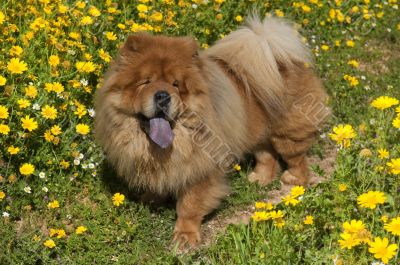 chow chow dog on a glade of yellow flowers