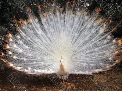 beautiful peacock albino