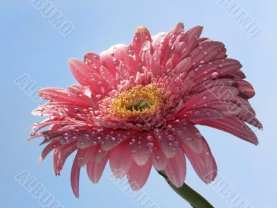 Gerbera flower on a blue background