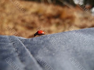 Ladybug walking on the jeans. Summertime outdoor