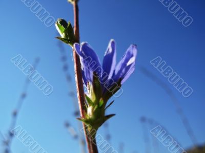 Blue flower in the meadow and mountain background