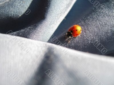 Ladybug walking on the jeans. Summertime outdoor