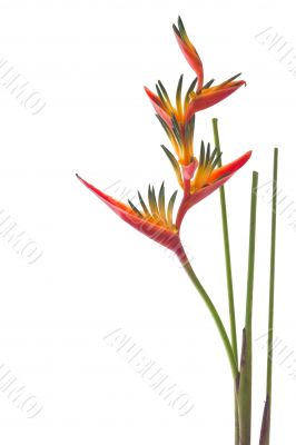 A Bird of Paradise flower, isolated on white