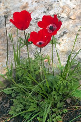 Three red poppies