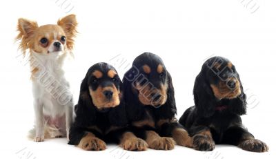 english cockers and chihuahua english cockers and chihuahua
