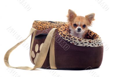 travel bag and chihuahua travel bag and chihuahua