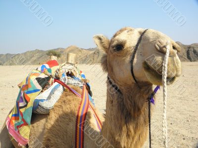 funny Camel funny Camel