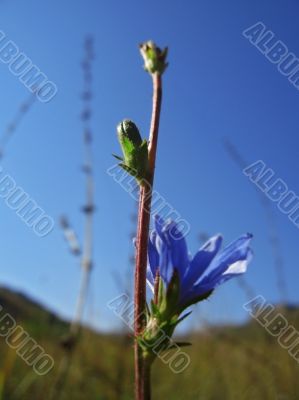 Blue flower in the meadow and mountain background