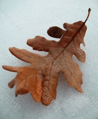 Yellow fallen leaf of oak on the snow crust Yellow fallen leaf of oak on the snow crust