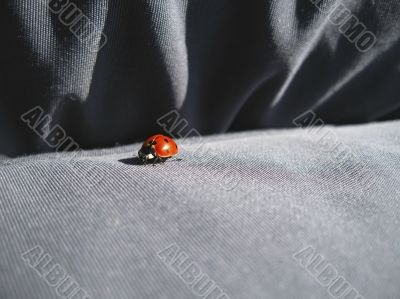 Ladybug walking on the jeans. Summertime outdoor