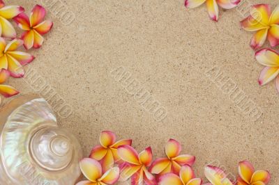 Frangipani flower and a large sea shell on sand
