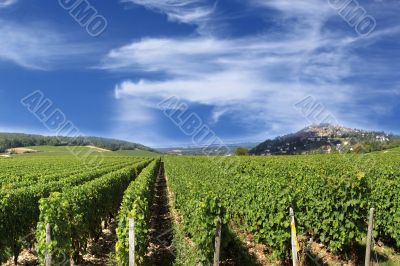 Grape harvest