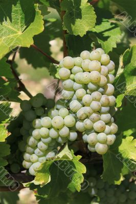bunch of grapes bunch of grapes